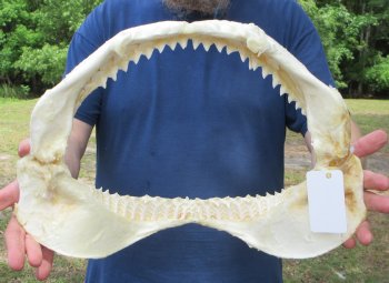 16 inch Bull shark jaw (Carcharhinus leucas) for sale - $210