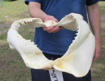 16 inch Bull shark jaw (Carcharhinus leucas) for sale - $210