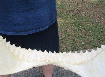 16 inch Bull shark jaw (Carcharhinus leucas) for sale - $210