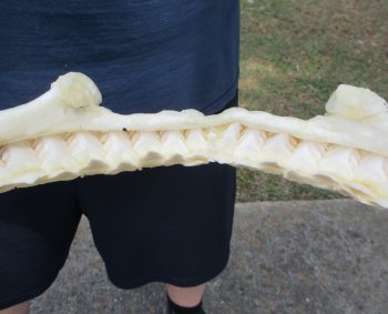16 inch Bull shark jaw (Carcharhinus leucas) for sale - $210