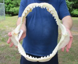 Tiger Shark Jaw 15-...