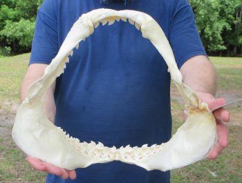 Tiger Shark Jaw 15-3/4 inches wide for sale $225
