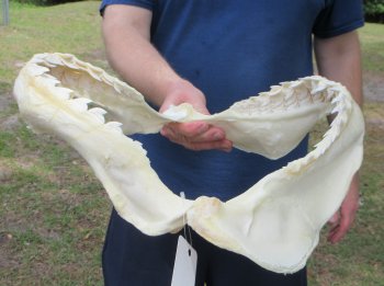 Tiger Shark Jaw 15-3/4 inches wide for sale $225