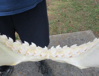 Tiger Shark Jaw 15-3/4 inches wide for sale $225