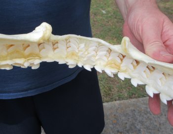 Tiger Shark Jaw 15-3/4 inches wide for sale $225