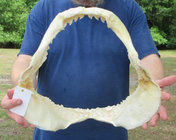 Tiger Shark Jaw 15 inches wide for sale $225