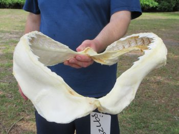 Tiger Shark Jaw 15 inches wide for sale $225
