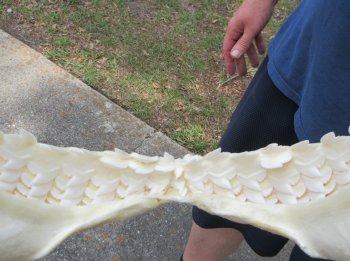 Tiger Shark Jaw 15 inches wide for sale $225