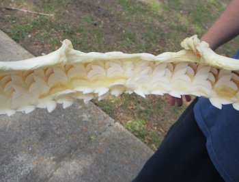 Tiger Shark Jaw 15 inches wide for sale $225