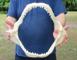 Tiger Shark Jaw 14 ...