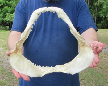 Tiger Shark Jaw 14 inches wide for sale $190