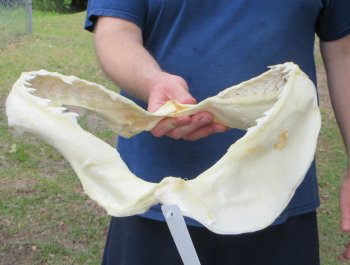 Tiger Shark Jaw 14 inches wide for sale $190
