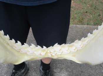 Tiger Shark Jaw 14 inches wide for sale $190
