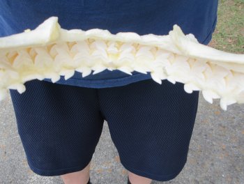 Tiger Shark Jaw 14 inches wide for sale $190