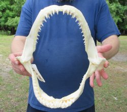 Authentic Blacktip ...