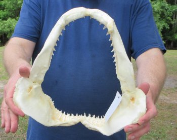 Authentic Blacktip Shark Jaw (Carcharhinus limbatus) 11-3/4" x 11-3/4" - $150