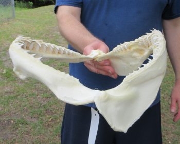 Authentic Blacktip Shark Jaw (Carcharhinus limbatus) 11-3/4" x 11-3/4" - $150