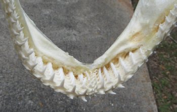 Real Blacktip Shark Jaw - Ethically Source Marine Specimen - $155 each