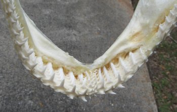 Authentic Blacktip Shark Jaw (Carcharhinus limbatus) 11-3/4" x 11-3/4" - $150