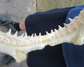Authentic Blacktip Shark Jaw (Carcharhinus limbatus) 11-3/4" x 11-3/4" - $150