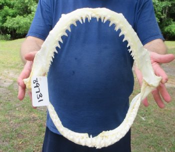Real Blacktip Shark Jaw - Ethically Source Marine Specimen - $155 each
