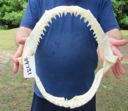 Authentic Blacktip ...