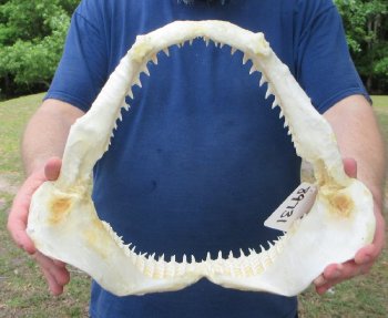 Real Blacktip Shark Jaw - Ethically Source Marine Specimen - $155 each