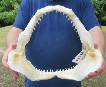 Authentic Blacktip Shark Jaw (Carcharhinus limbatus) 14" x 12" - $180