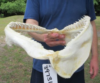 Authentic Blacktip Shark Jaw (Carcharhinus limbatus) 14" x 12" - $180