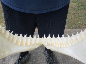 Authentic Blacktip Shark Jaw (Carcharhinus limbatus) 14" x 12" - $180
