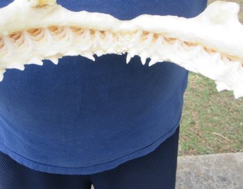Authentic Blacktip Shark Jaw (Carcharhinus limbatus) 14" x 12" - $180