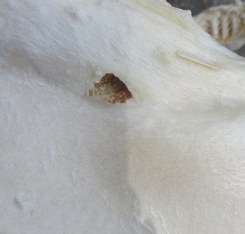 Authentic Blacktip Shark Jaw (Carcharhinus limbatus) 14" x 12" - $180