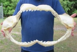 Tiger Shark Jaw 21-...