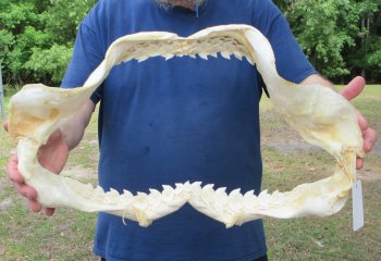 Tiger Shark Jaw 21-1/2 inches wide for sale $275