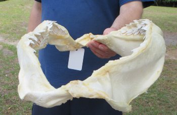 Tiger Shark Jaw 21-1/2 inches wide for sale $275