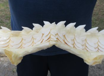 Tiger Shark Jaw 21-1/2 inches wide for sale $275