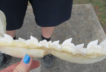 Tiger Shark Jaw 21-1/2 inches wide for sale $275