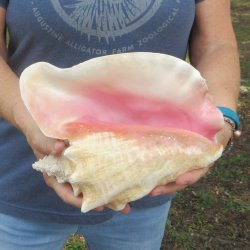 9-1/2 inch Pink Conch Shell 