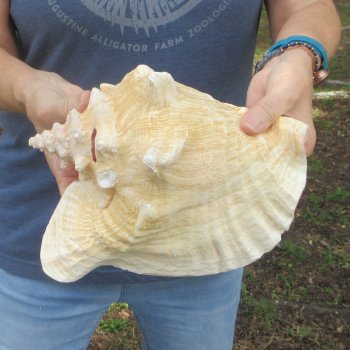 9-1/2 inch Pink Conch Shell 