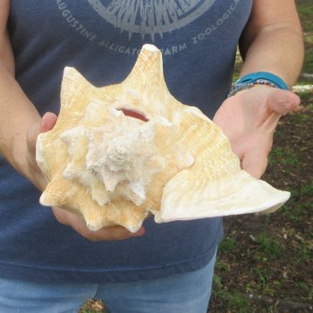 9-1/2 inch Pink Conch Shell 