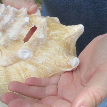 9-1/2 inch Pink Conch Shell 