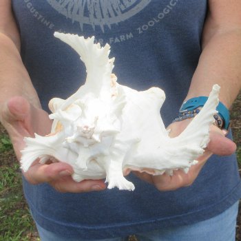 One Murex Ramosus Shell 9-1/2 inches
