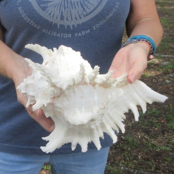 10 inch Murex Ramosus, Giant Murex Shell 