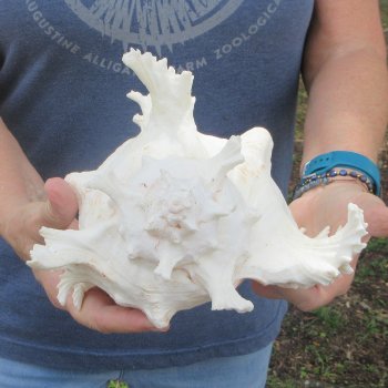 10 inch Murex Ramosus, Giant Murex Shell 