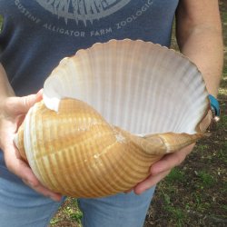 Huge 10 inch Tonna Cepa 