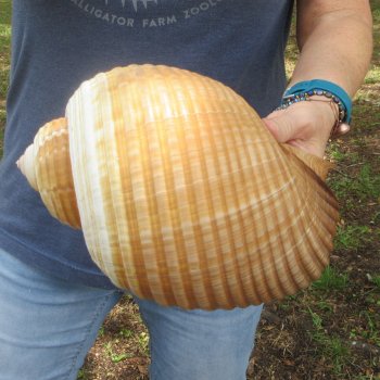 Huge 10 inch Tonna Cepa 
