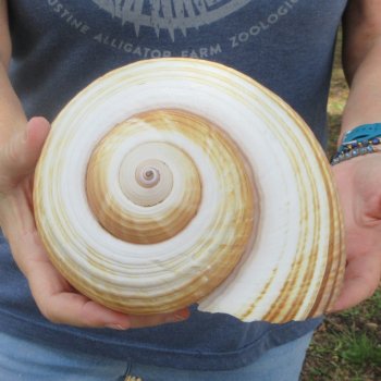 Huge 10 inch Tonna Cepa 