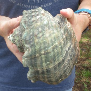 6-1/2 inch Turbo Marmoratus
