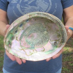 Giant Red Abalone Shell 9-3/4 inch