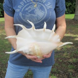 16" Huge Giant...